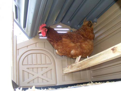 Formex Snap Lock Standard Chicken Coop (up to 4 chickens) - My Pet Chicken