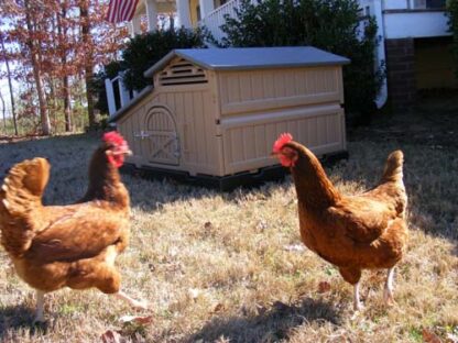 Snap Lock Standard Chicken Coop by Formex